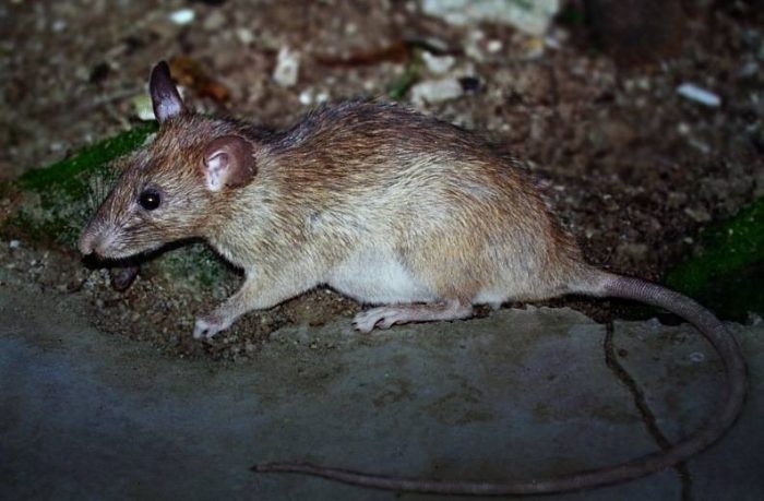 Загорелая крыса (Rattus adustus) фото