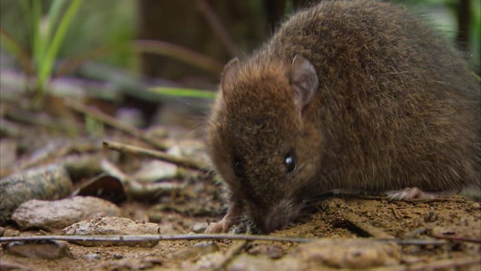 Кинабулийская крыса (Rattus baluensis) фото