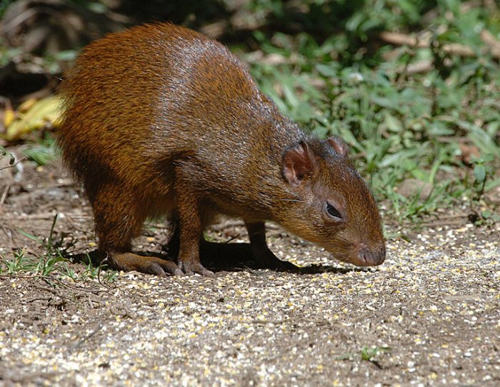 Роатанский агути (Dasyprocta ruatanica) фото