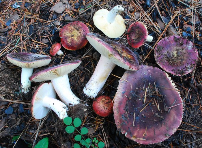 Сыроежка аметистовая или синеватая (Rússula amethýstina) фото