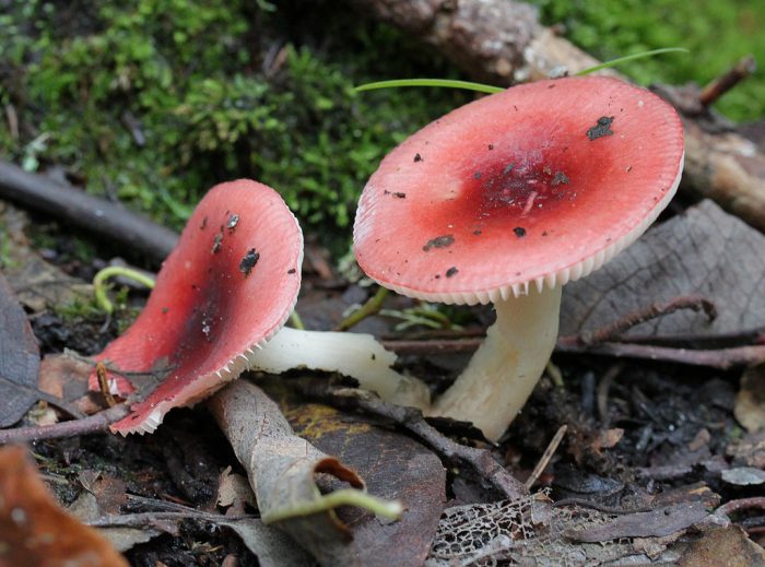 Сыроежка водянистая (Rússula aquósa) фото