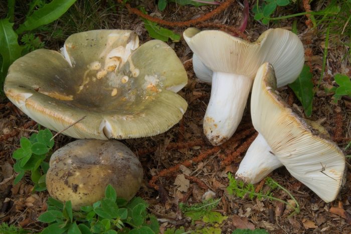 Сыроежка вильчатая, или разнопластинчатая (Rússula heterophýlla) фото