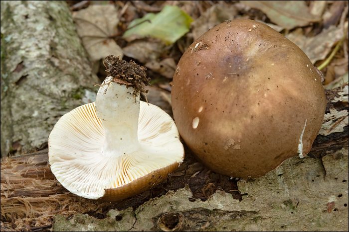 Сыроежка цельная, или замечательная (Rússula íntegra) фото