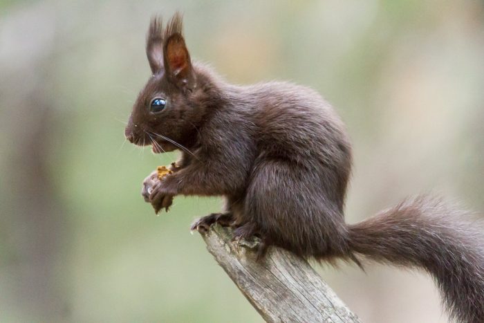 Белка Аберта (Sciurus aberti) фото