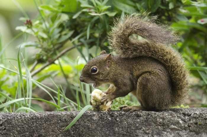 Гвианская или бразильская белка (Sciurus aestuans) фото