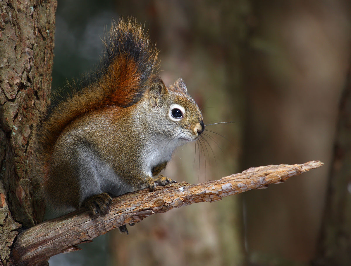 Белка Аллена (Sciurus alleni) фото