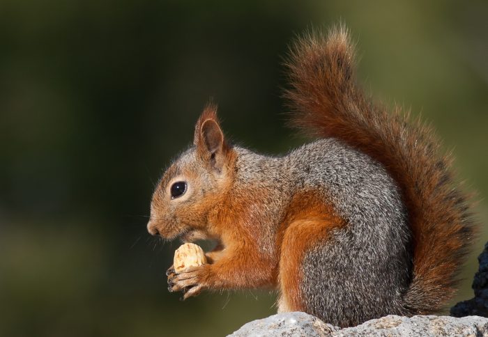 Персидская или кавказская белка (Sciurus anomalus) фото