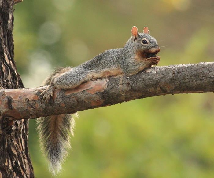 Аризонская белка (Sciurus arizonensis) фото