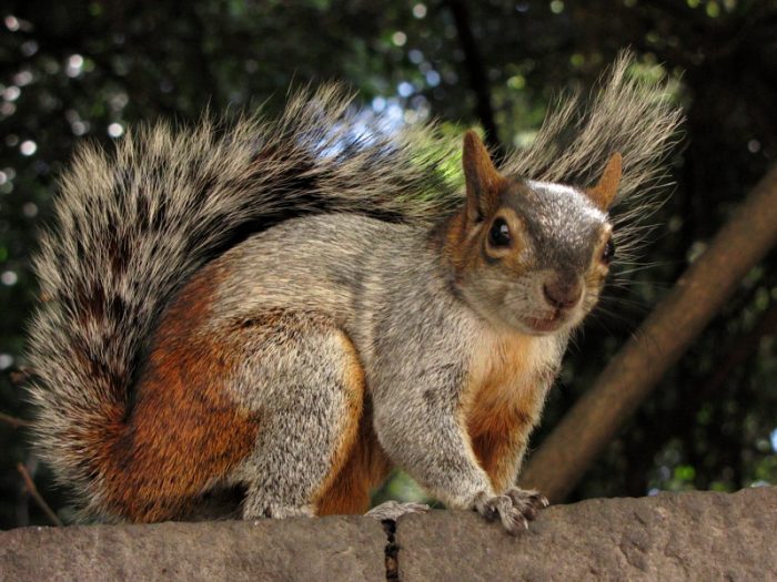 Золотистобрюхая белка (Sciurus aureogaster) фото