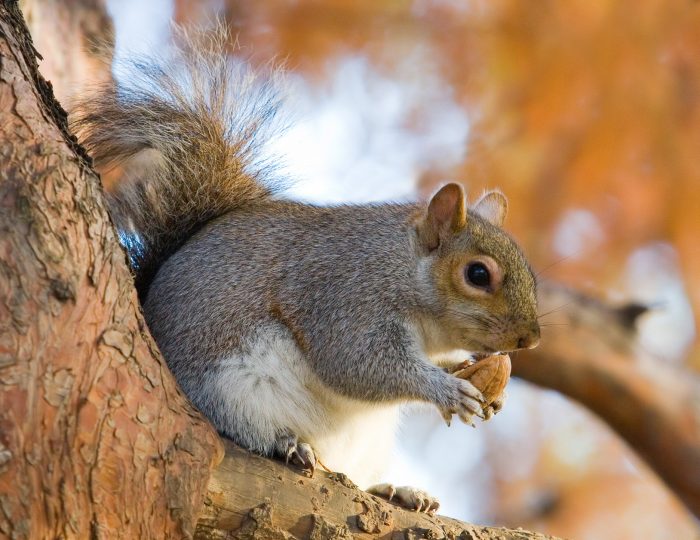 Каролинская белка (Sciurus carolinensis) фото