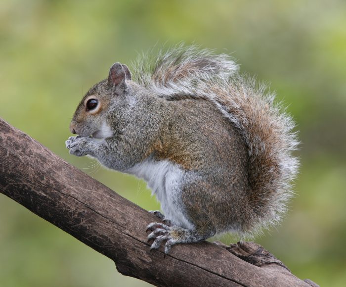 Белка Коллье (Sciurus colliaei) фото