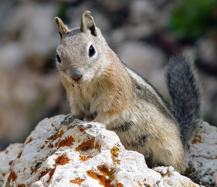 Белка Деппе (Sciurus deppei) фото