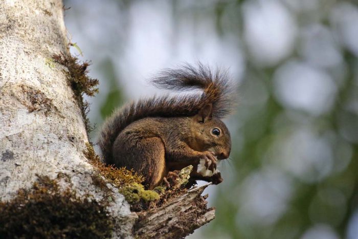 Огненная белка (Sciurus flammifer) фото