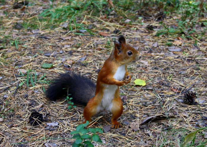 Желтогорлая белка (Sciurus gilvigularis) фото