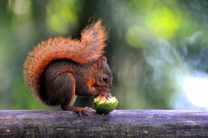 Краснохвостая белка (Sciurus granatensis) фото