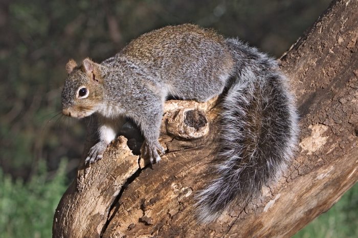 Западная серая белка (Sciurus griseus) фото