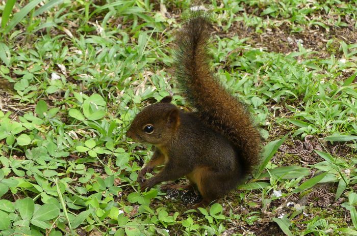 Боливийская белка (Sciurus ignitus) фото