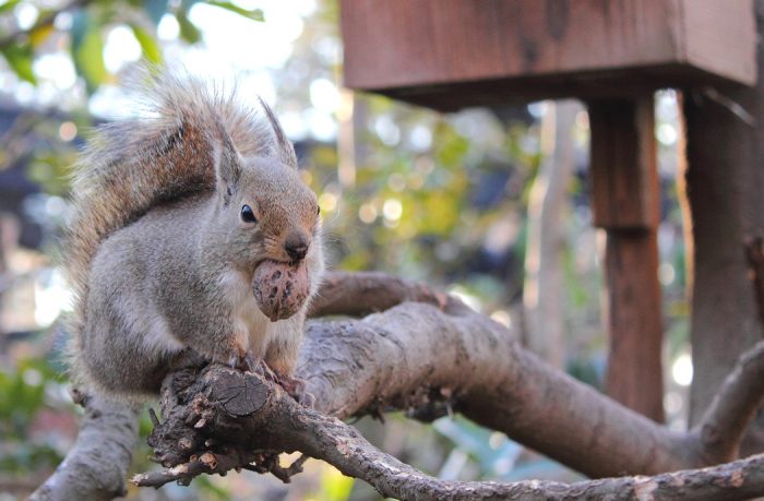 Японская белка (Sciurus lis) фото