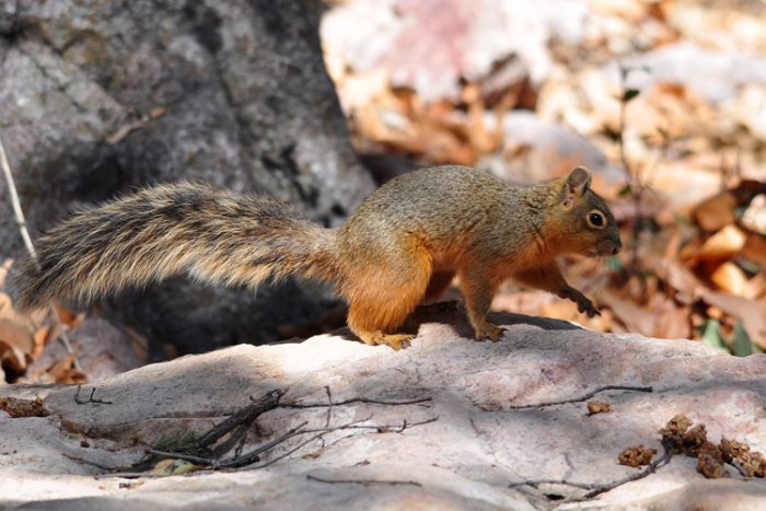 Наяритская белка (Sciurus nayaritensis) фото