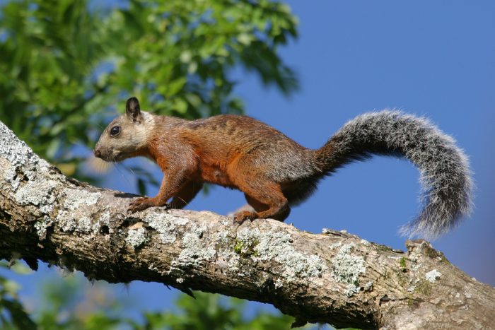 Пёстрая белка (Sciurus variegatoides) фото