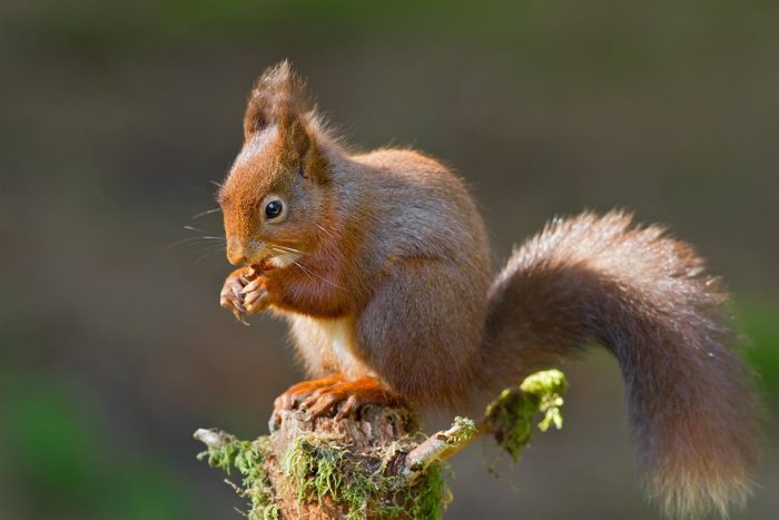 Обыкновенная белка (Sciurus vulgaris) или векша фото