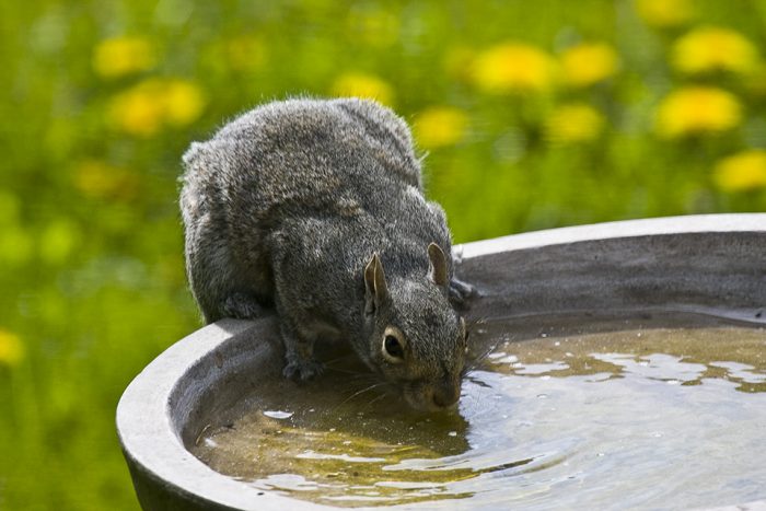 Юкатанская белка (Sciurus yucatanensis) фото