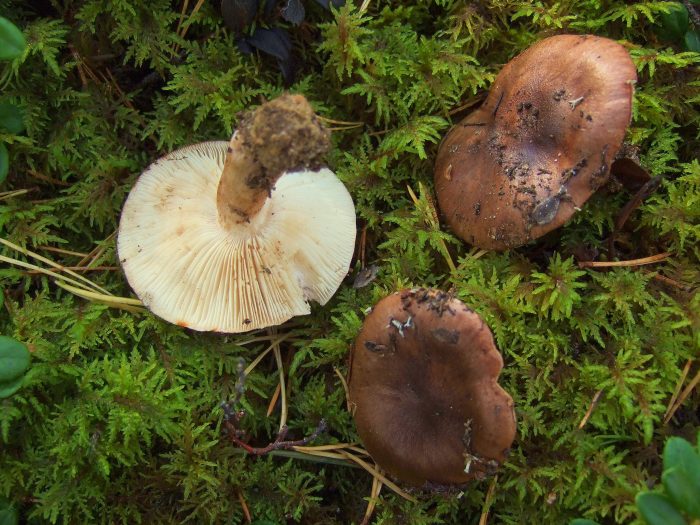 Tricholoma albobrunneum