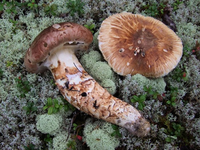 Мацутакэ (Tricholoma matsutake) фото