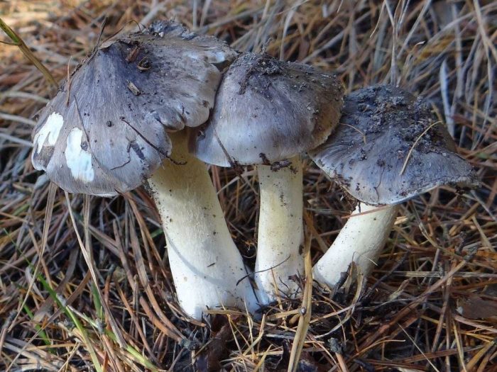 Tricholoma mongolicum