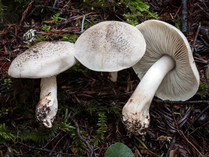 Рядовка тигровая (Tricholoma pardinum) фото