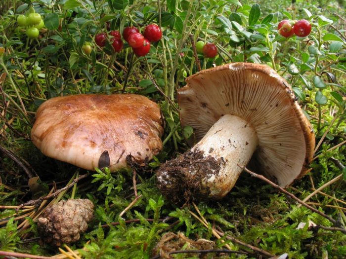 Tricholoma pessundatum