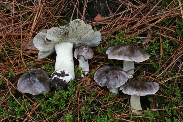 Tricholoma portentosum