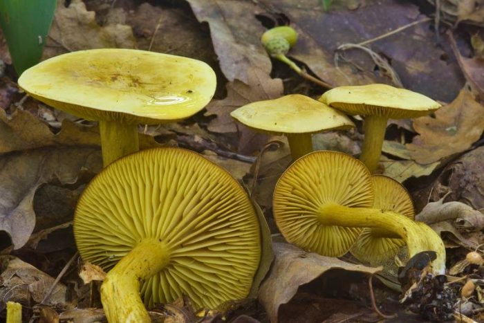 Tricholoma sulphureum