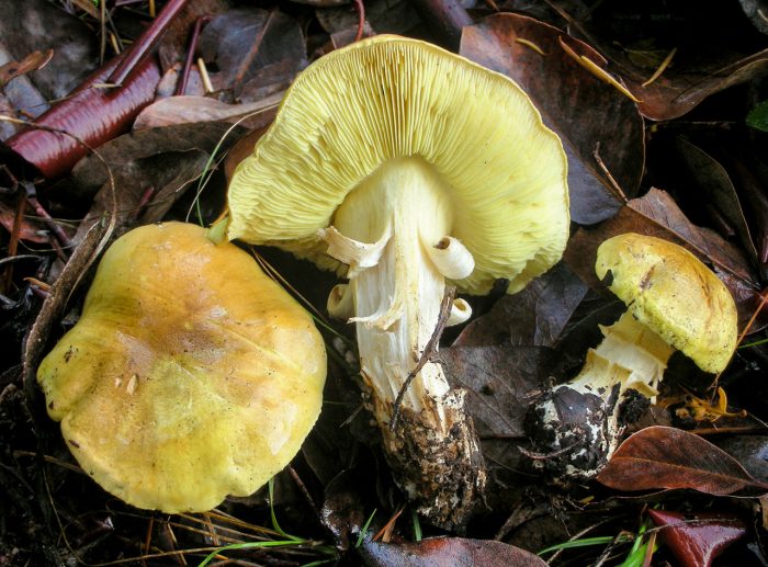 Tricholoma equestre