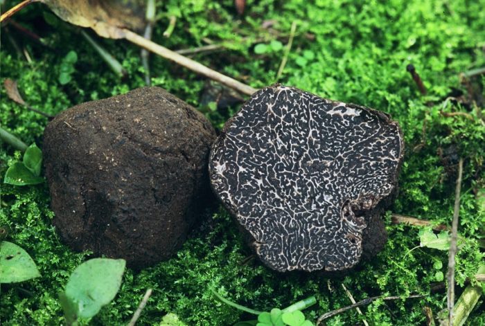 Трюфель чёрный, или перигорский (Tuber melanosporum) фото