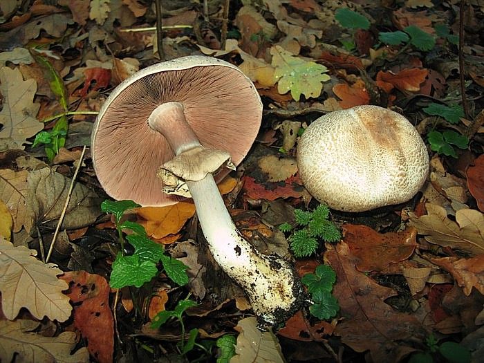 Шампиньон тёмночешуйчатый (Agaricus phaeolepidotus) фото