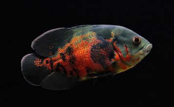 Астронотус