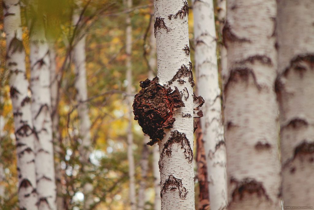 Чага березовая