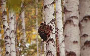 Чага березовая