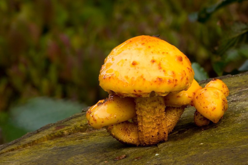 Чешуйчатка