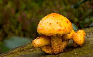 Чешуйчатка