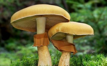 Чешуйчатка травяная