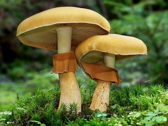 Чешуйчатка травяная