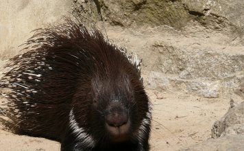 Дикобразы
