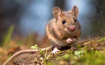 Мышь домовая