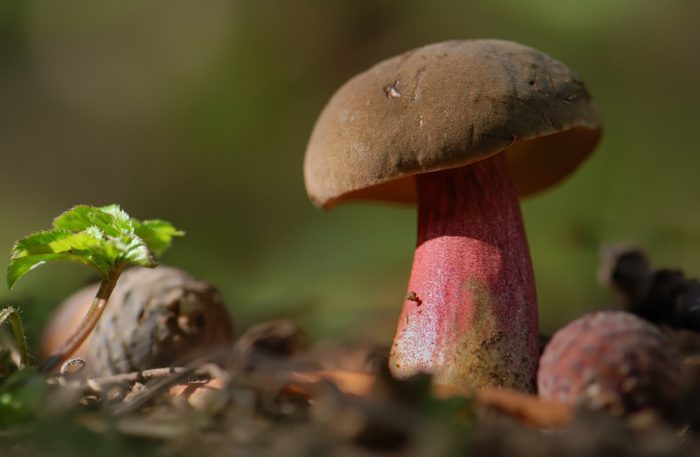 Гриб дубовик (Boletus): информация, где растет, виды, фото