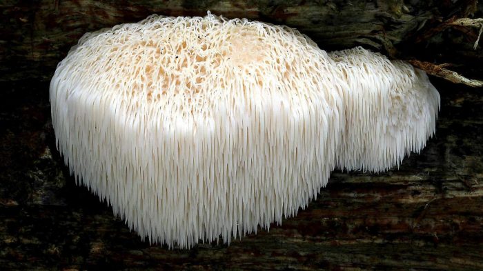 Ежовик гребенчатый (Hericium erinaceus) фото