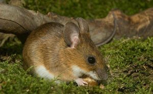 Иглистая мышь