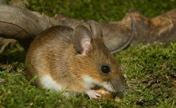 Иглистая мышь