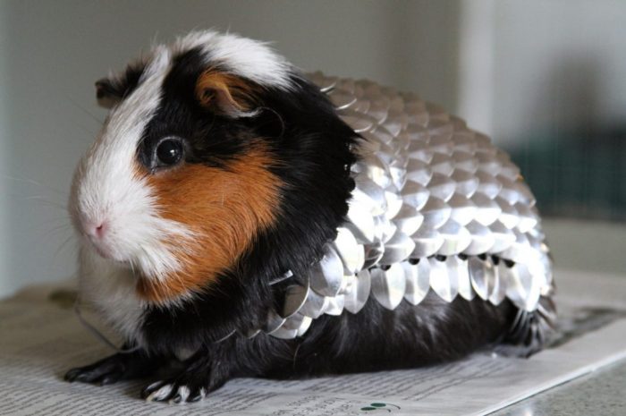 Cavia porcellus интересные факты фото